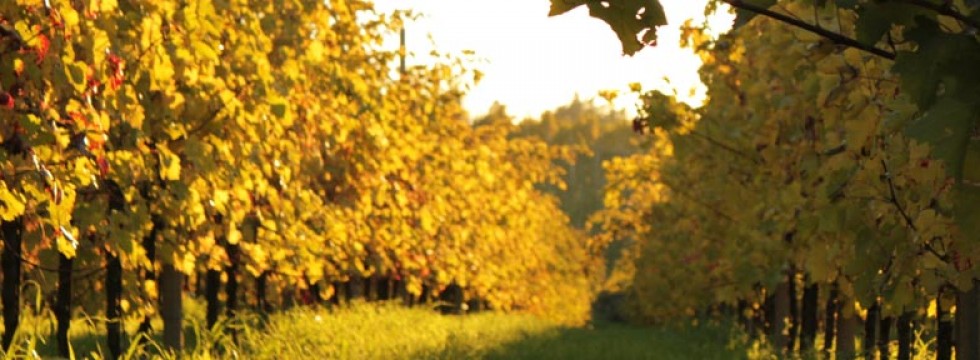 Azienda Cà Baù - Vini Colli Euganei