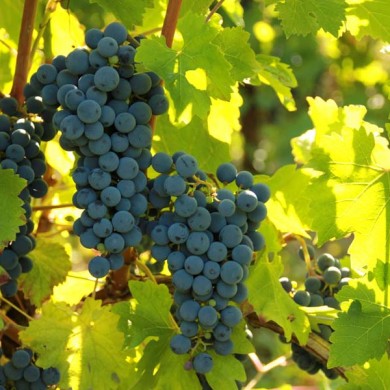 Cabernet